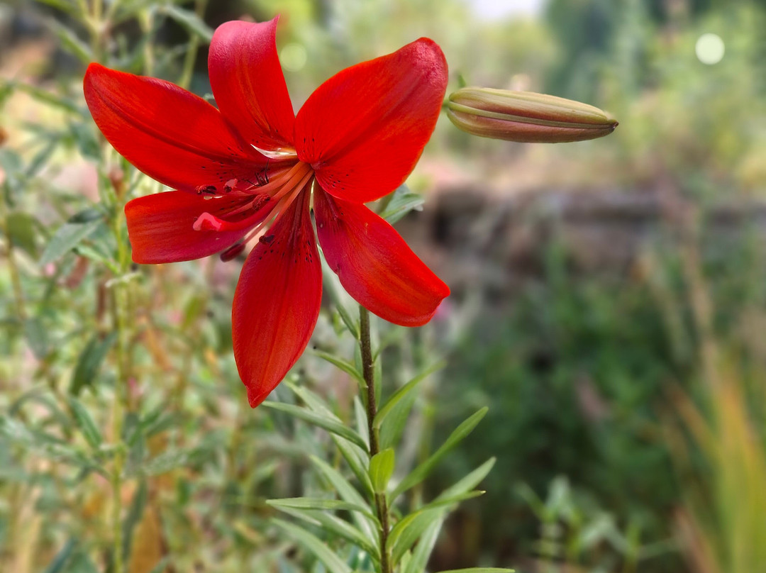 Jardin de l'Abbaye de Valsaintes-西米昂拉-罗通德必去景点