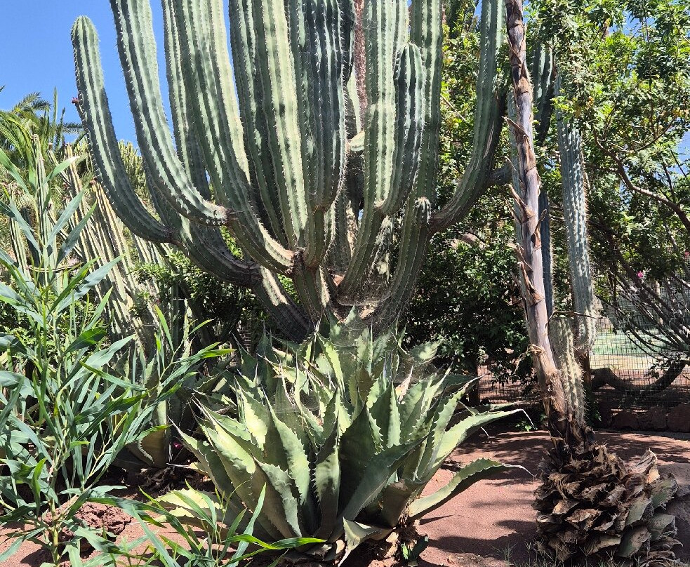 Cocodrilo Park Gran Canaria-阿古伊梅斯必去景点