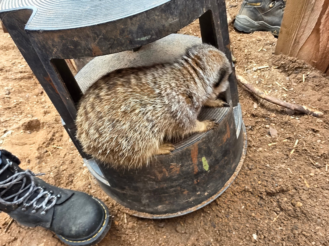 Ark Wildlife Park & Exotic Animal Sanctuary-Stickney必去景点
