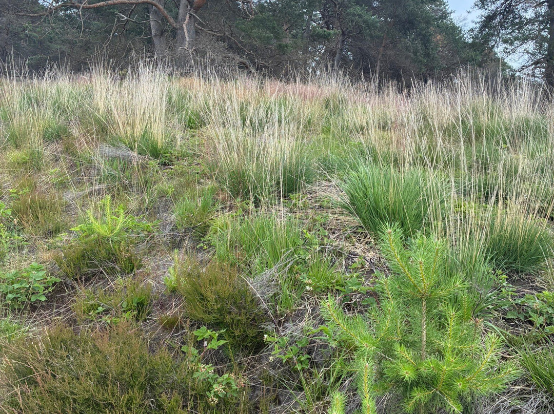 Nationale Park Hoge Veluwe
