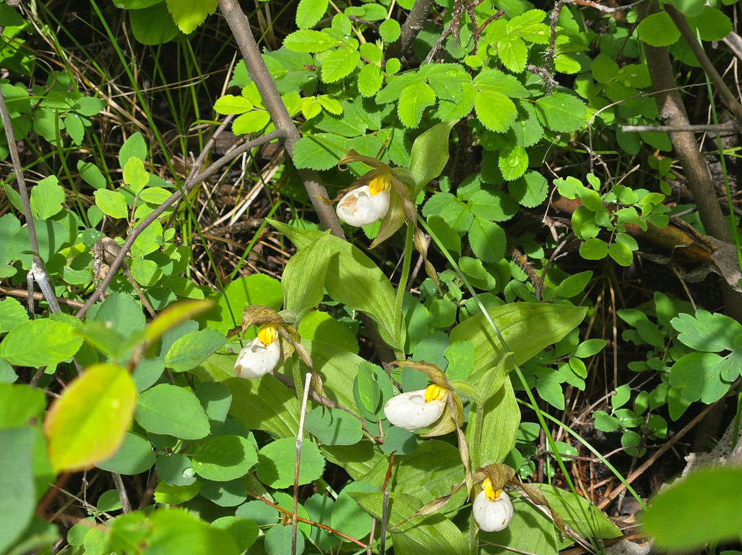 Tamarack Adventures: Waterton Guided Hiking & Kayak Tours – Local Expert Experience-Waterton必去景点