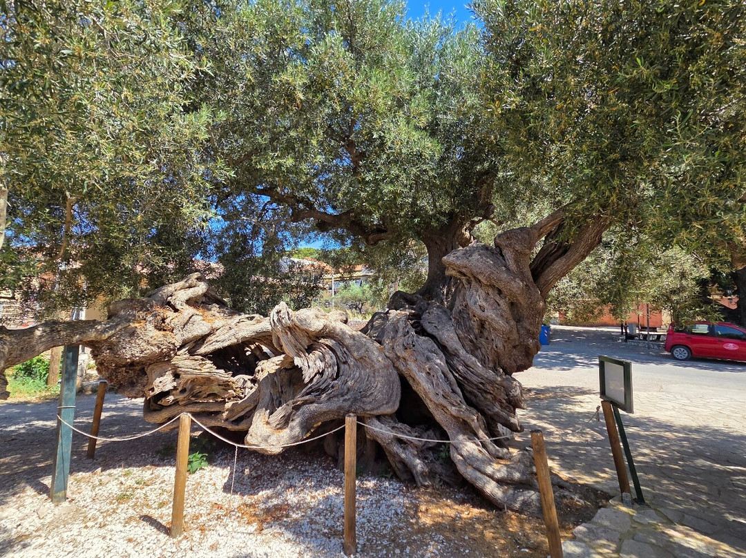 Old Olive Tree-Exo Chora必去景点