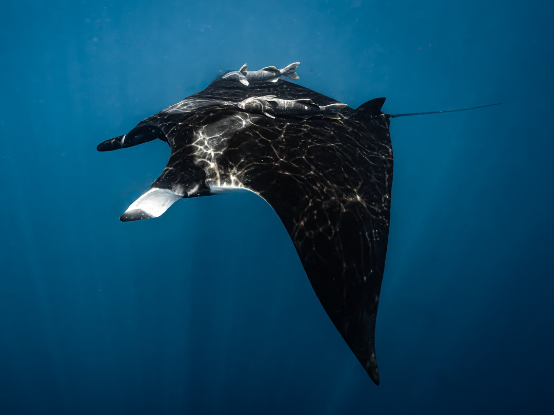 Baja Wild Encounters-La Ventana必去景点