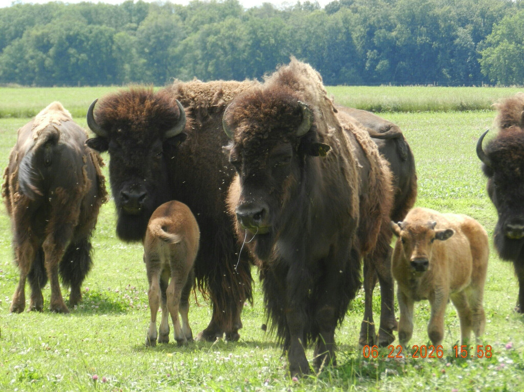 White Oaks Bison Farm-Rochester必去景点