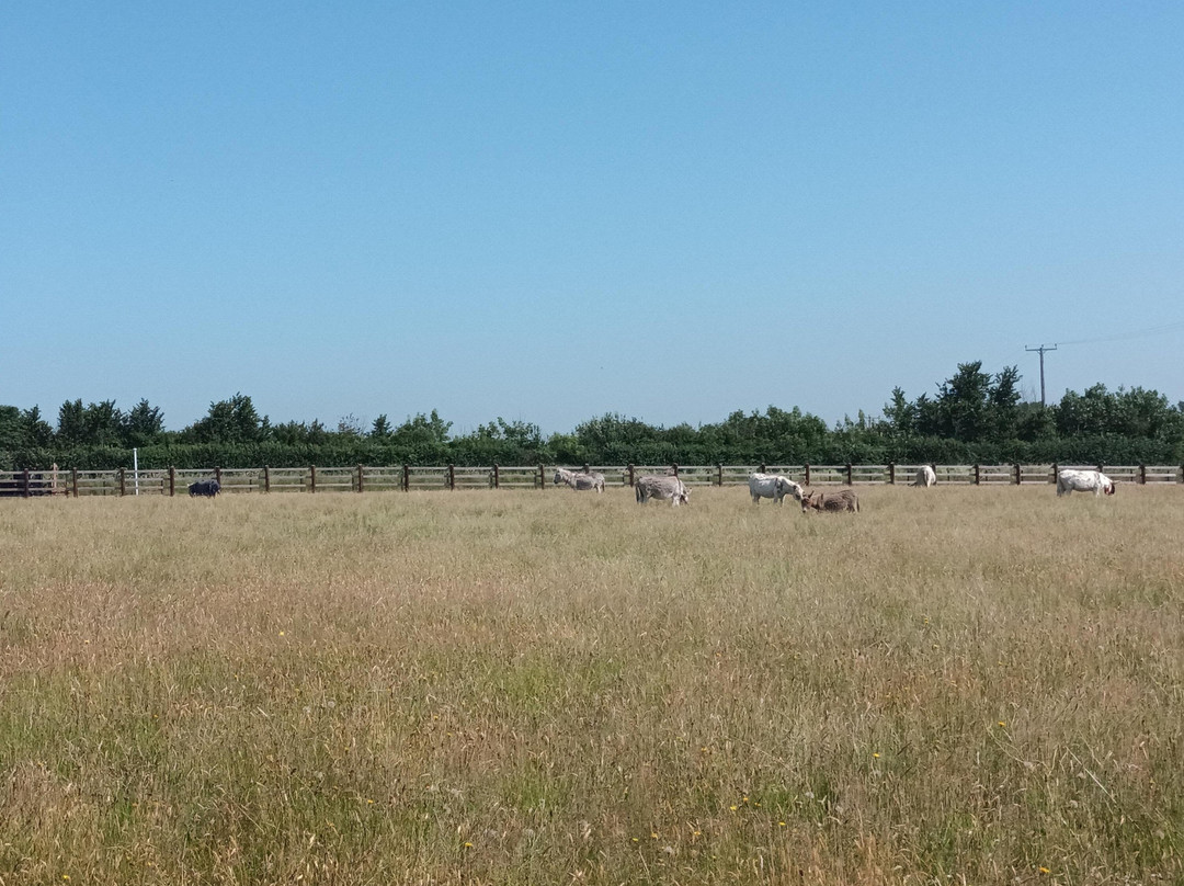 The Donkey Sanctuary-西德茅斯必去景点