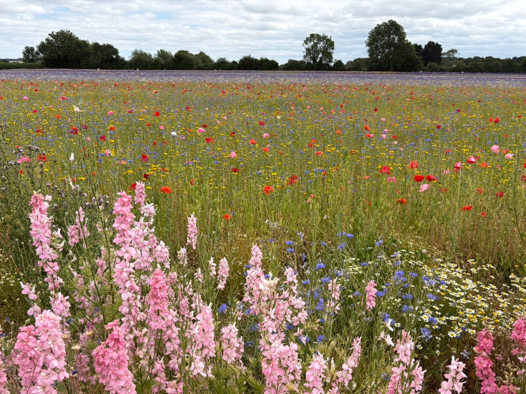 The Real Flower Petal Confetti Company's Confetti Flower Field-Pershore必去景点