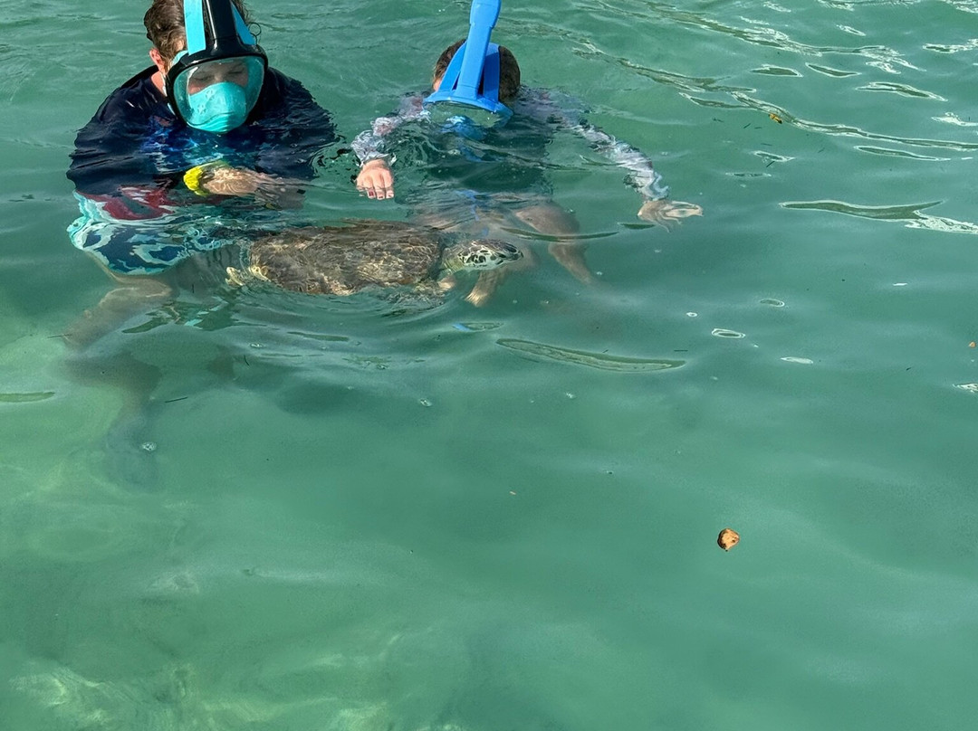 Turtle Divers-George Town必去景点