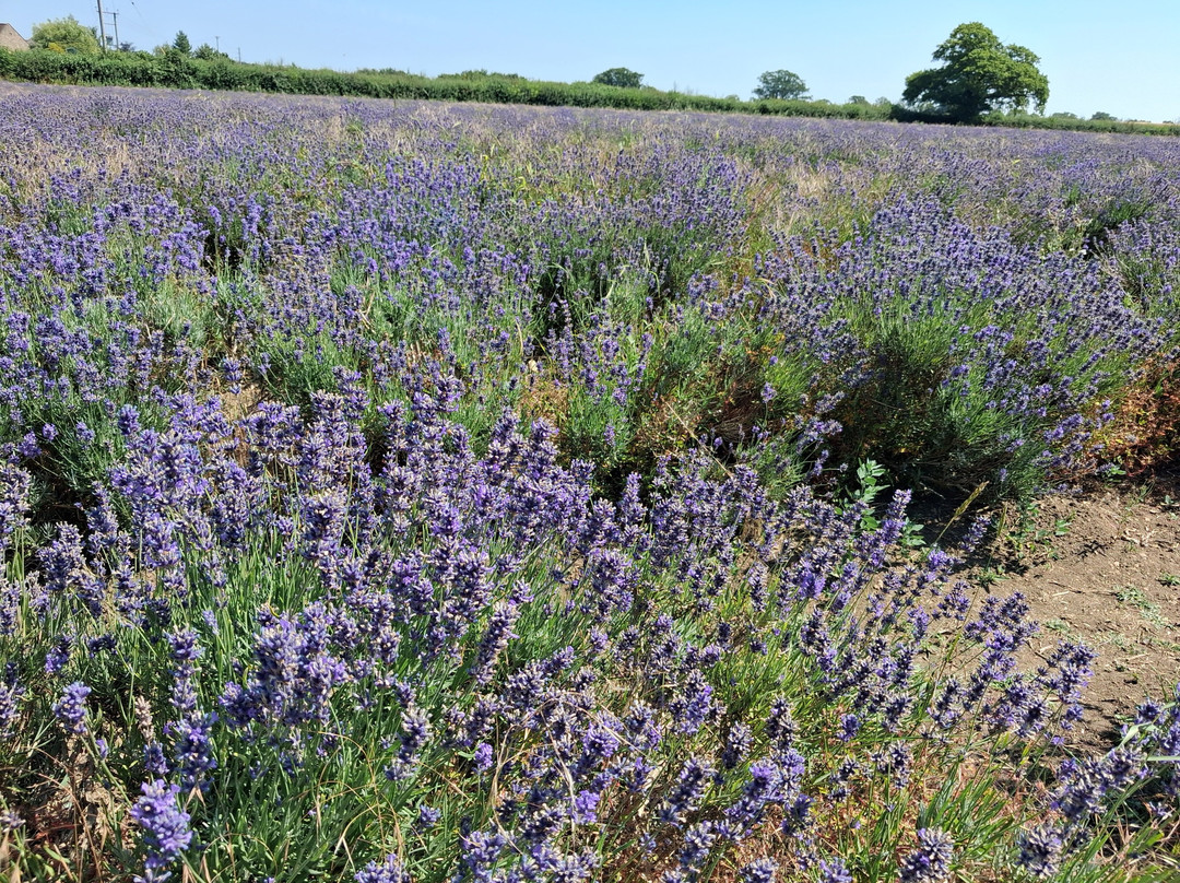 Somerset Lavender-Faulkland必去景点