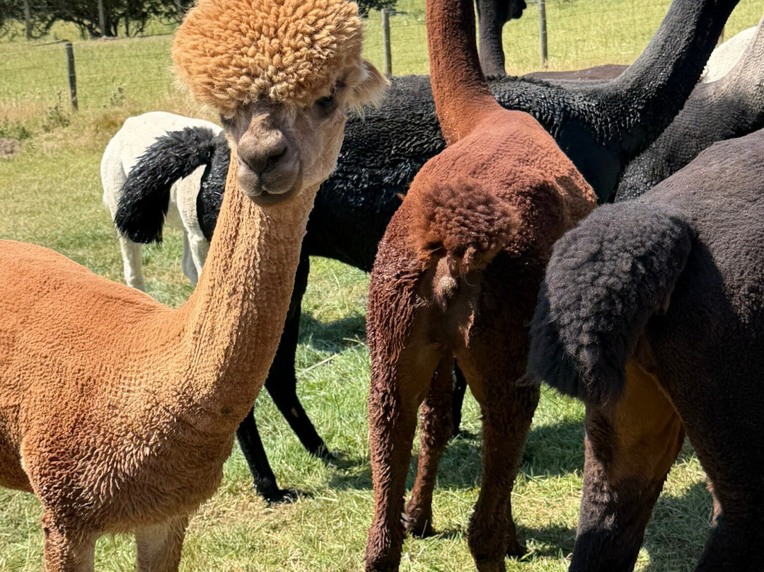 Antur Alpaca At Geufron Farm-Tywyn必去景点