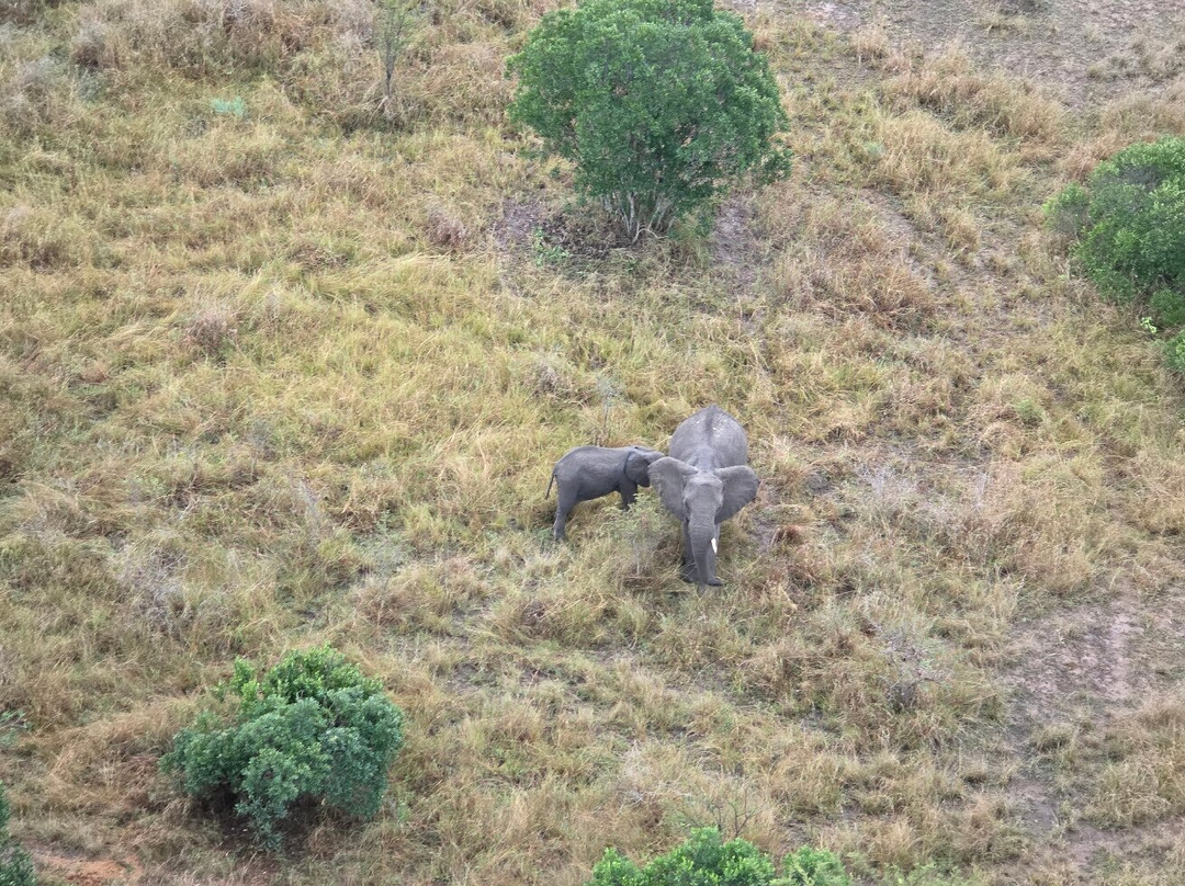 Adventures Aloft Balloon Safari Tanzania-Ikoma必去景点
