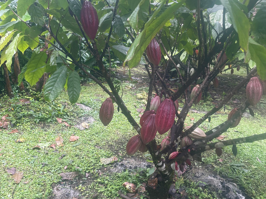 Cafe & Cacao Tour Bijagua-Bijagua de Upala必去景点