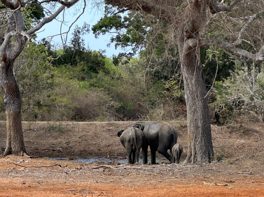 Exotic Island Tours - Private Driver Sri Lanka-Ganemulla必去景点