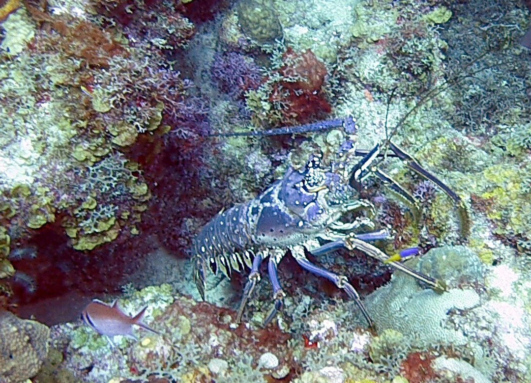 Statia Divers-Oranjestad必去景点