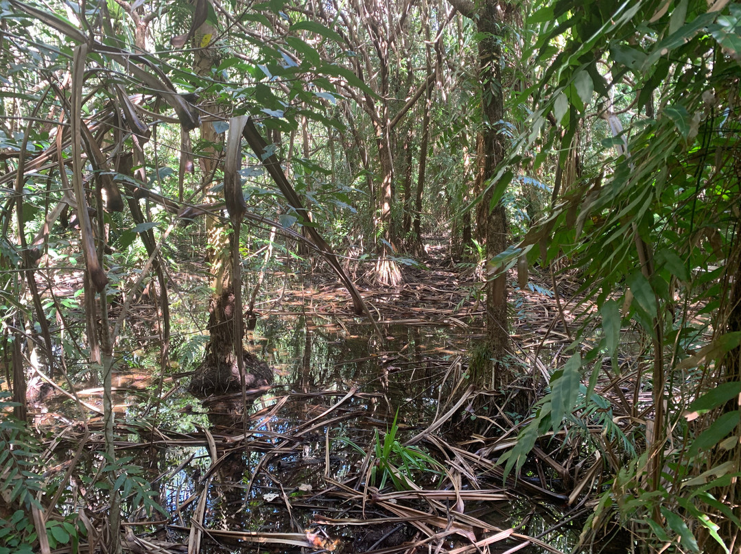 Cairns Botanical Gardens-凯恩斯地区必去景点