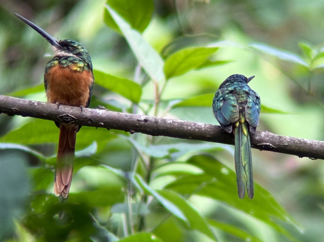 Manriquebirding-Minca必去景点