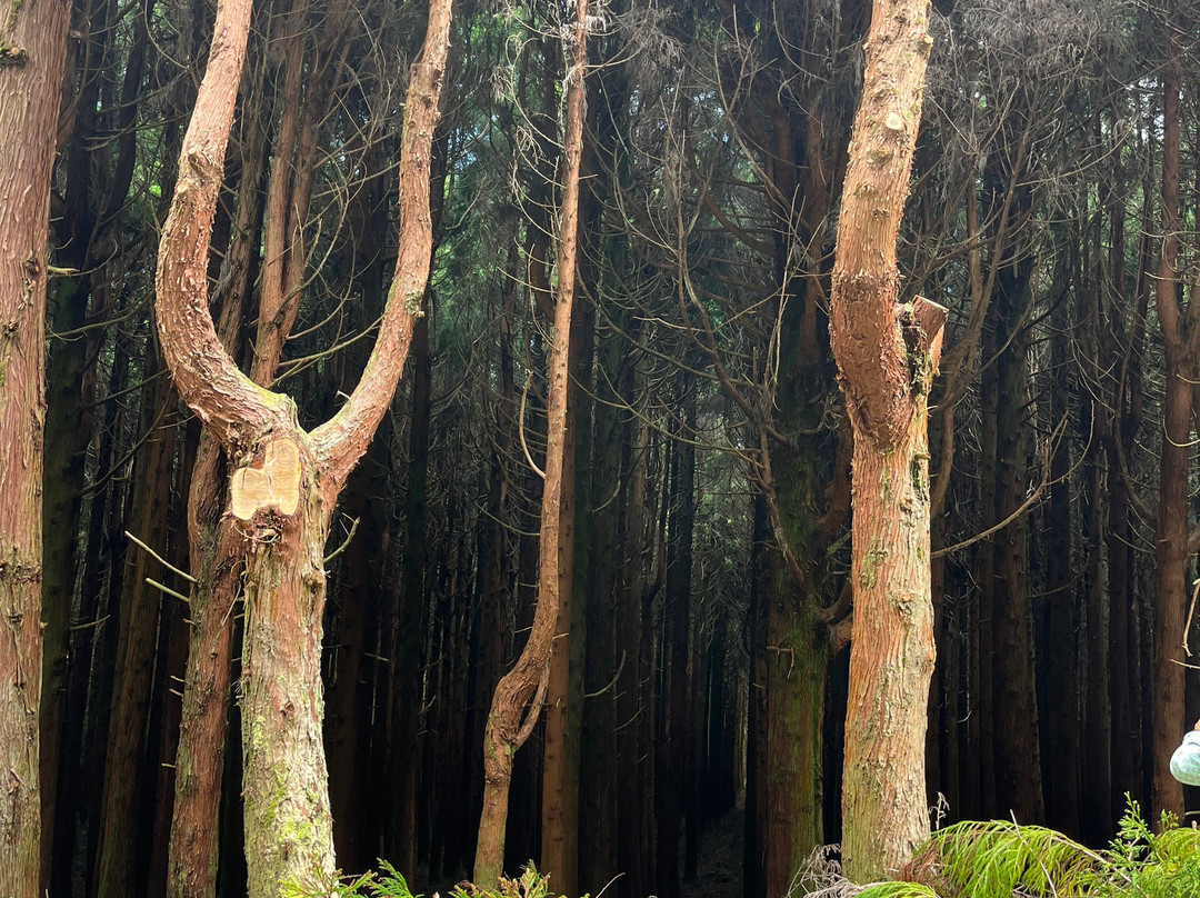 Endemic Azores-奥尔塔必去景点