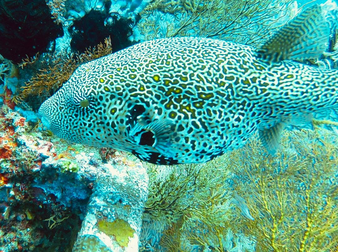 Blue EmOcean Dive Eco Lodge