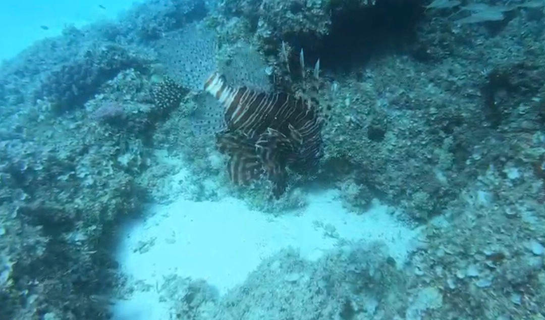 Orca Dive Club - Pereybere-Pereybere必去景点