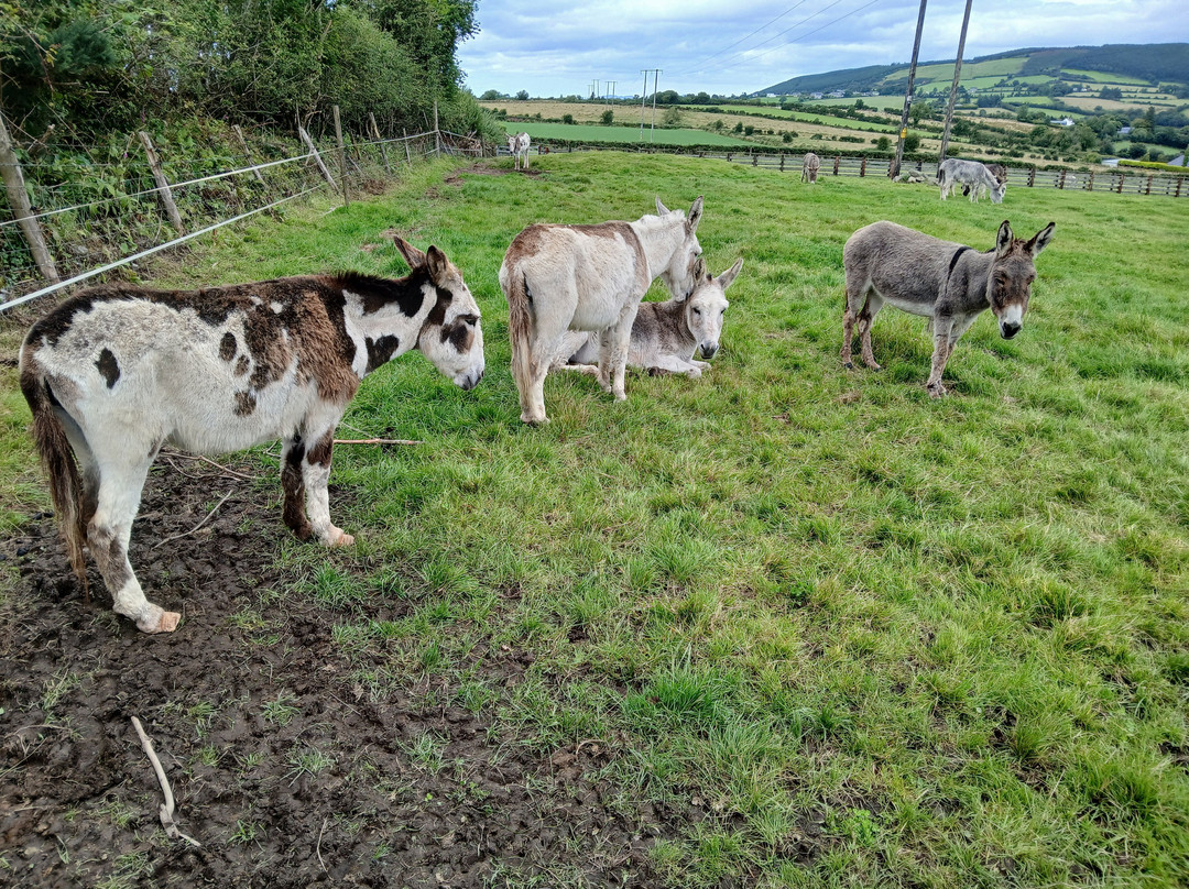 Donegal Donkey Sanctuary-Raphoe必去景点