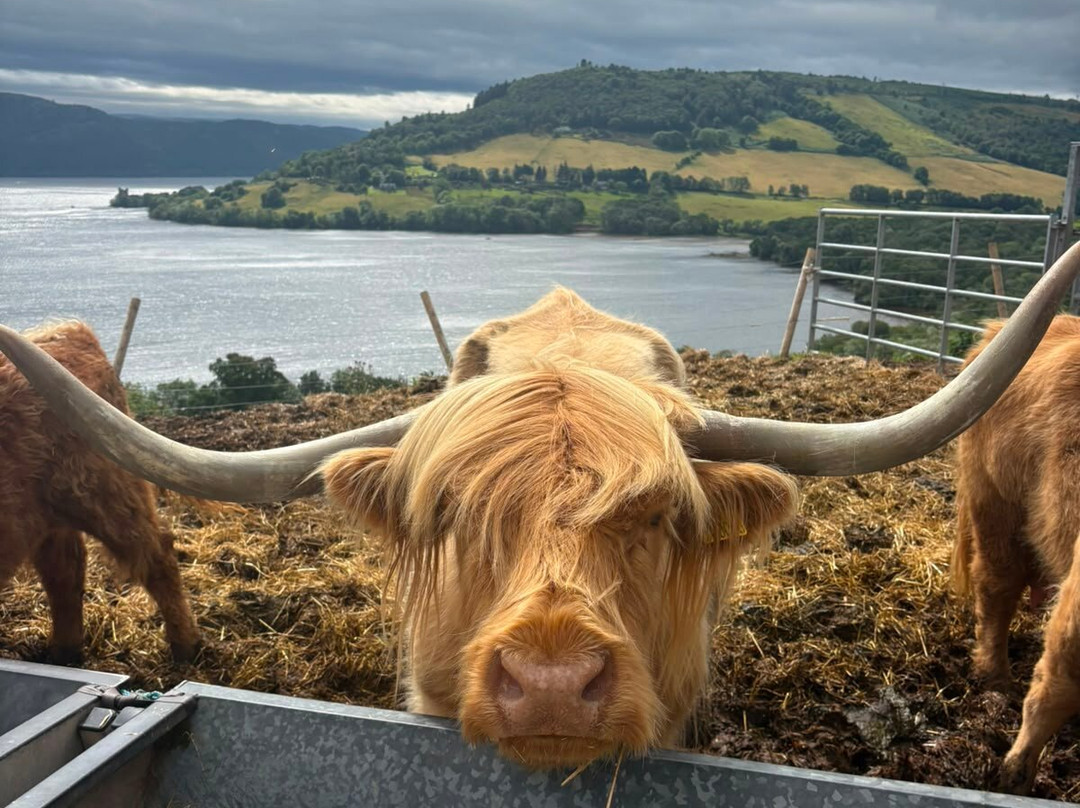 Loch Ness Highland Cows-德拉姆纳德罗希特必去景点