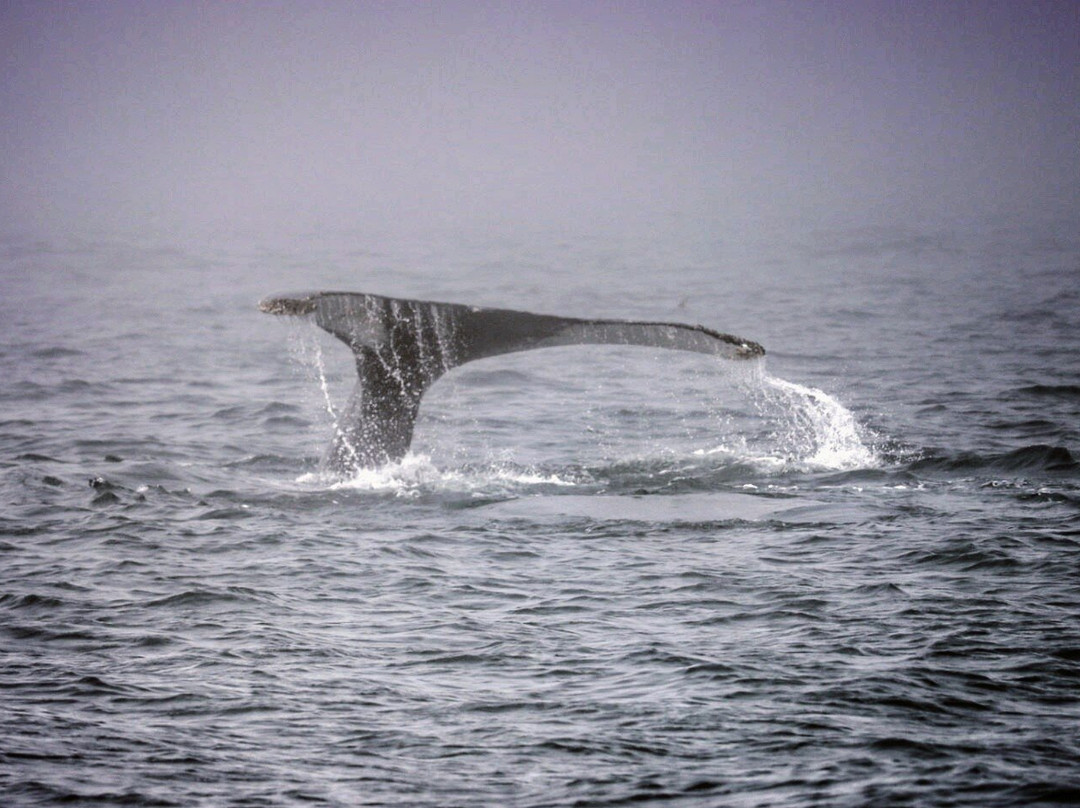 Petit Pasage Whale Watch-East Ferry必去景点