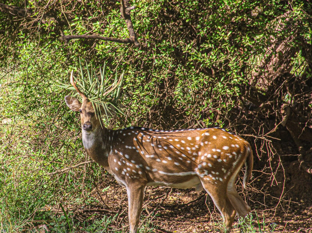 Sariska Tiger Reserve-阿尔瓦必去景点