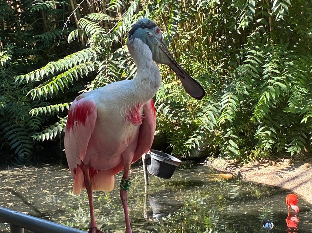 Parc Des Oiseaux-Villars-les-Dombes必去景点