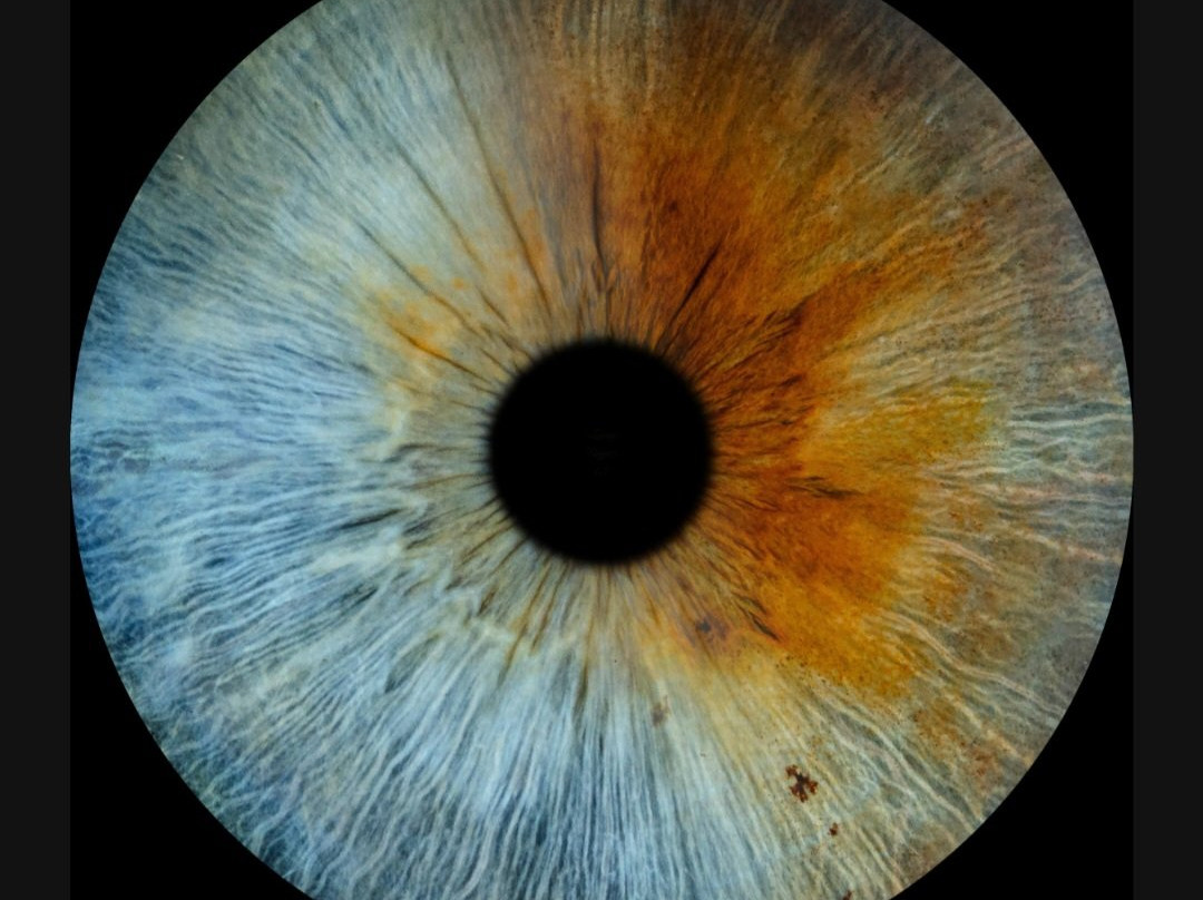 Iris Galerie Arnhem