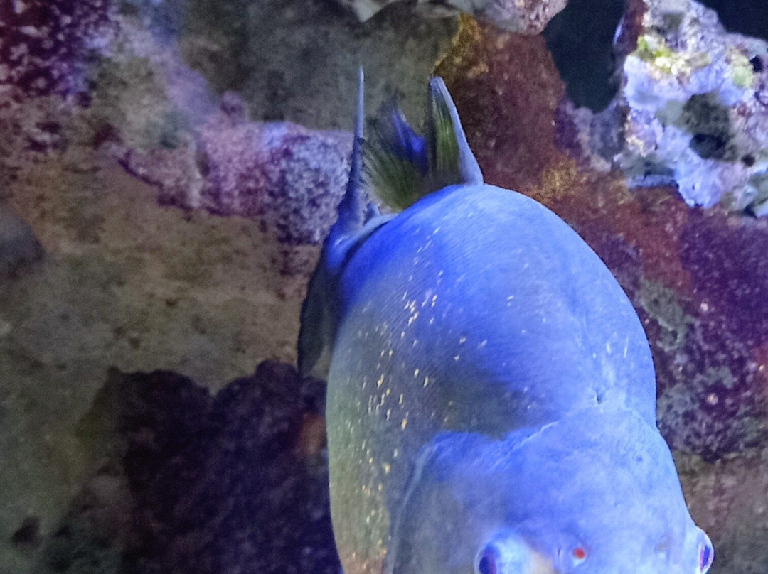 Aquarium du Limousin-利摩日必去景点