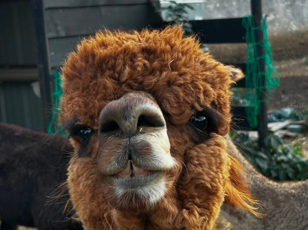 Nana Mac Alpaca Farm