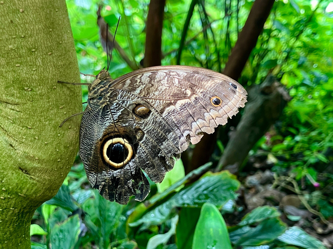 Wye Valley Butterfly Zoo-瓦伊河畔罗斯必去景点