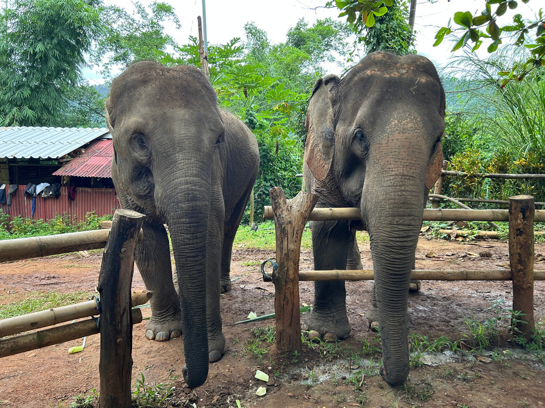 Elephant Sanctuary Care Park-清迈必去景点