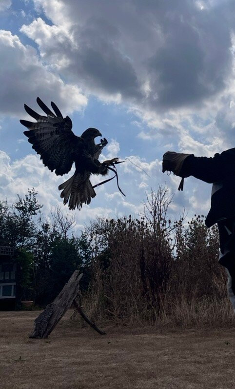 Feathers and Fur Falconry Centre-布拉克内尔必去景点