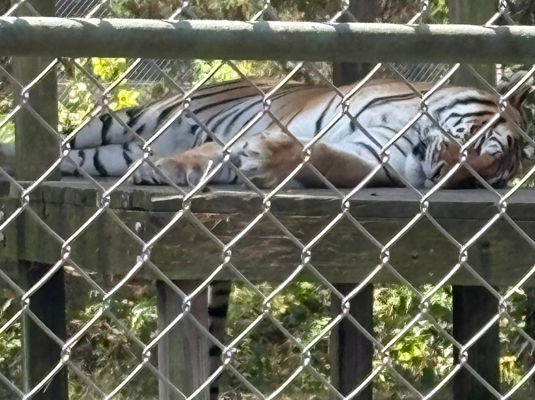 Cedar Cove Feline Conservatory & Education Center-Louisburg必去景点
