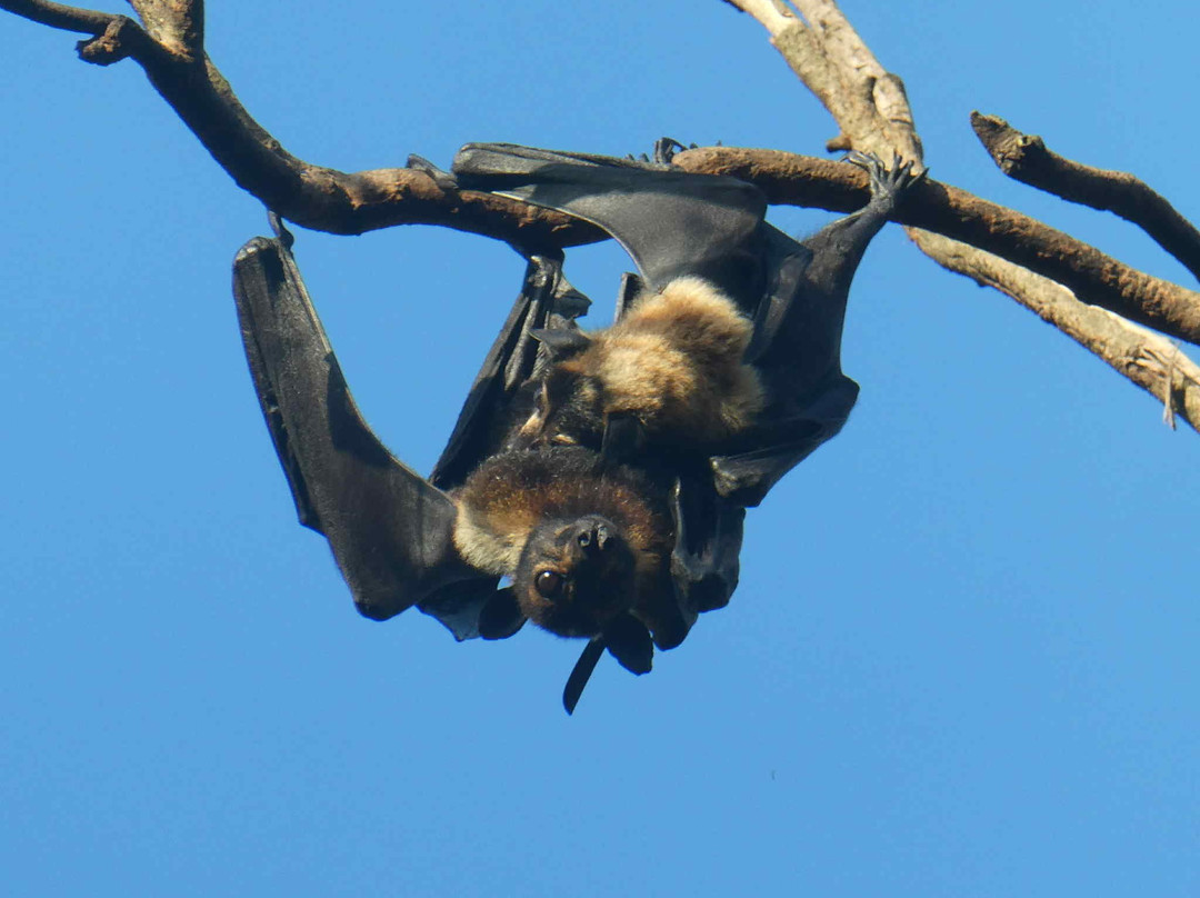 The Bat Hospital Visitor Centre- 阿瑟顿必去景点
