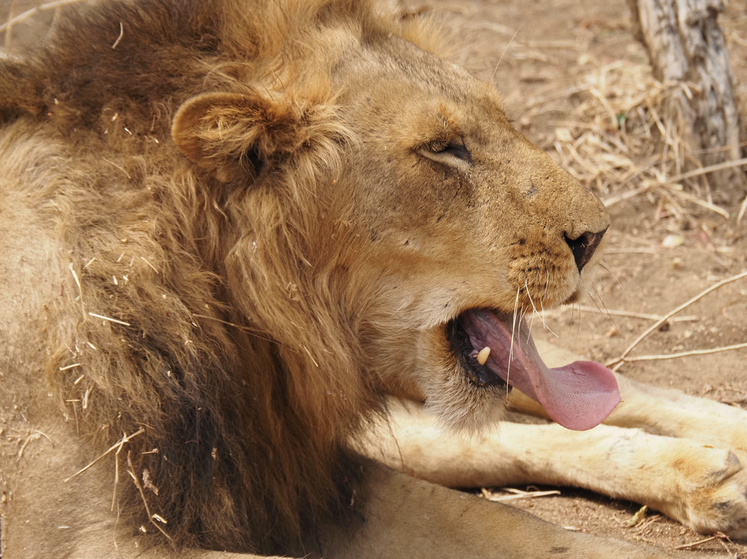 Absolute Zambia Safaris-卢萨卡必去景点