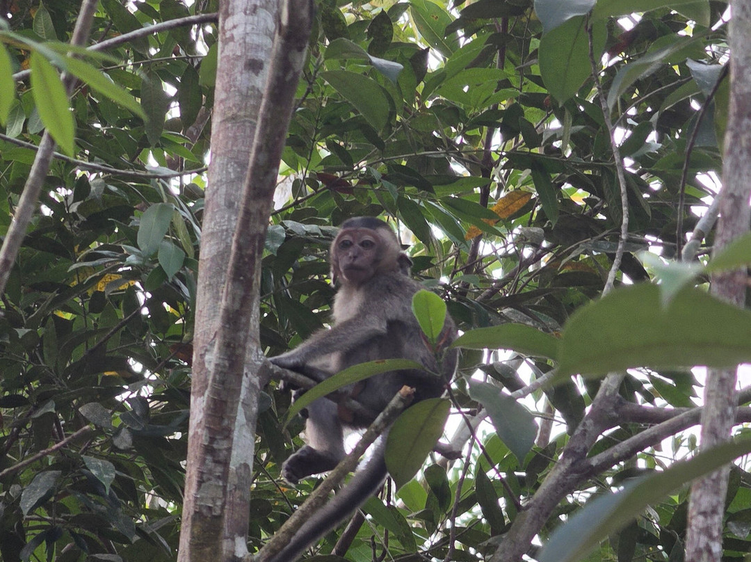 Jenie Subaru - Tanjung Puting National Park Tour Organizer-Kumai必去景点