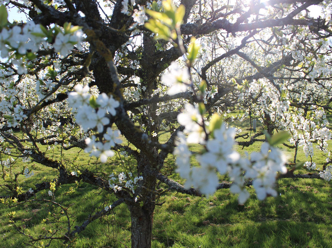 Bloomfield Fruit Farm-Chipping Ongar必去景点