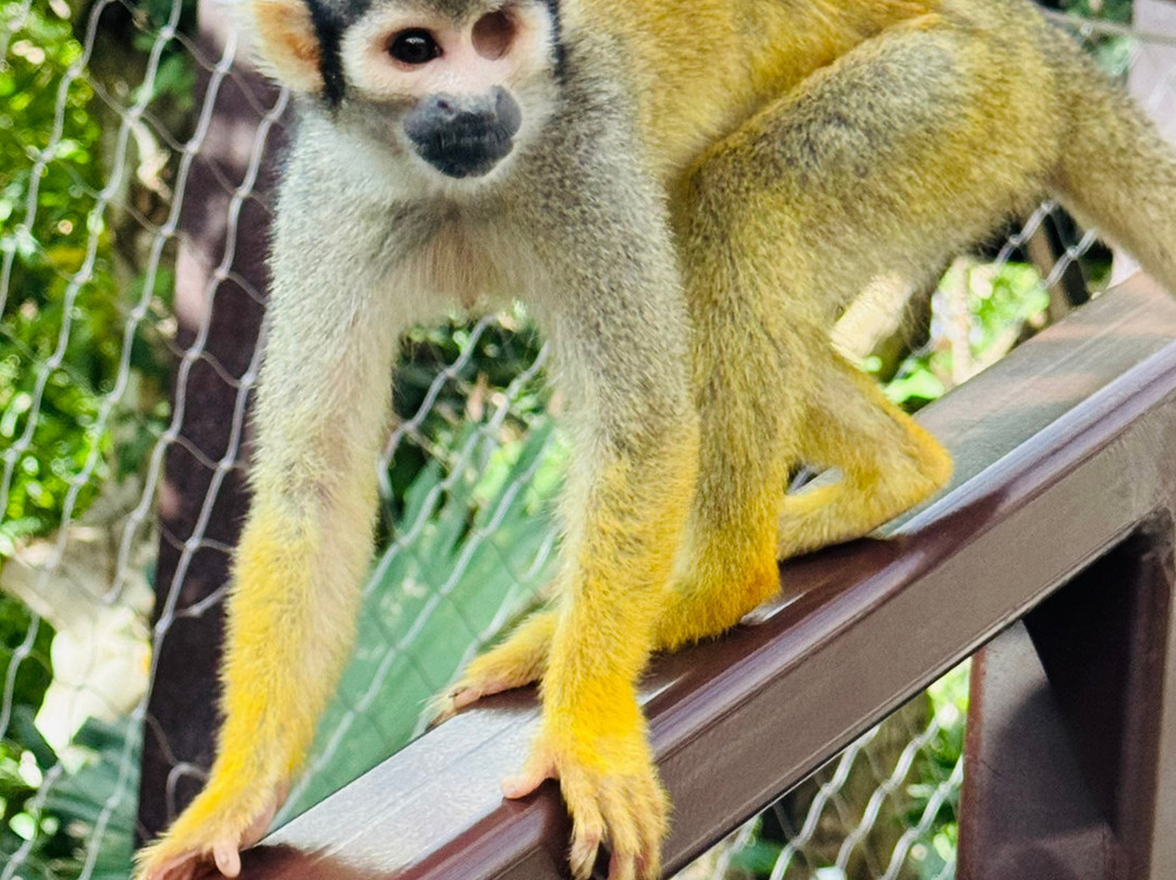 Pairi Daiza Resort主图
