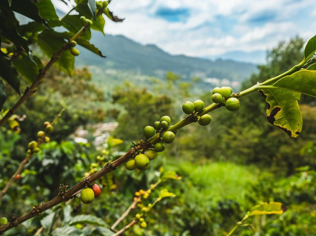 La Casa Grande Coffee Hacienda-麦德林必去景点