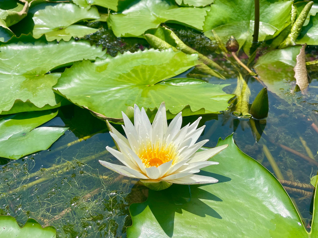 ENSO Retreat Hoi An - Rediscovery & Serenity主图