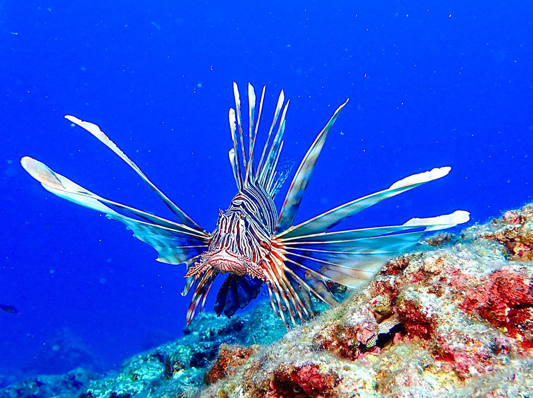 Diver's Club Crete-阿希亚贝拉希亚必去景点