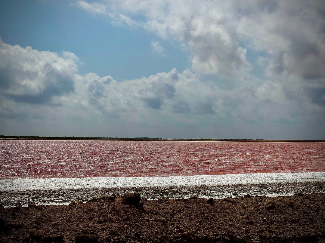 Pekelmeer Flamingo Sanctuary-博奈尔岛必去景点