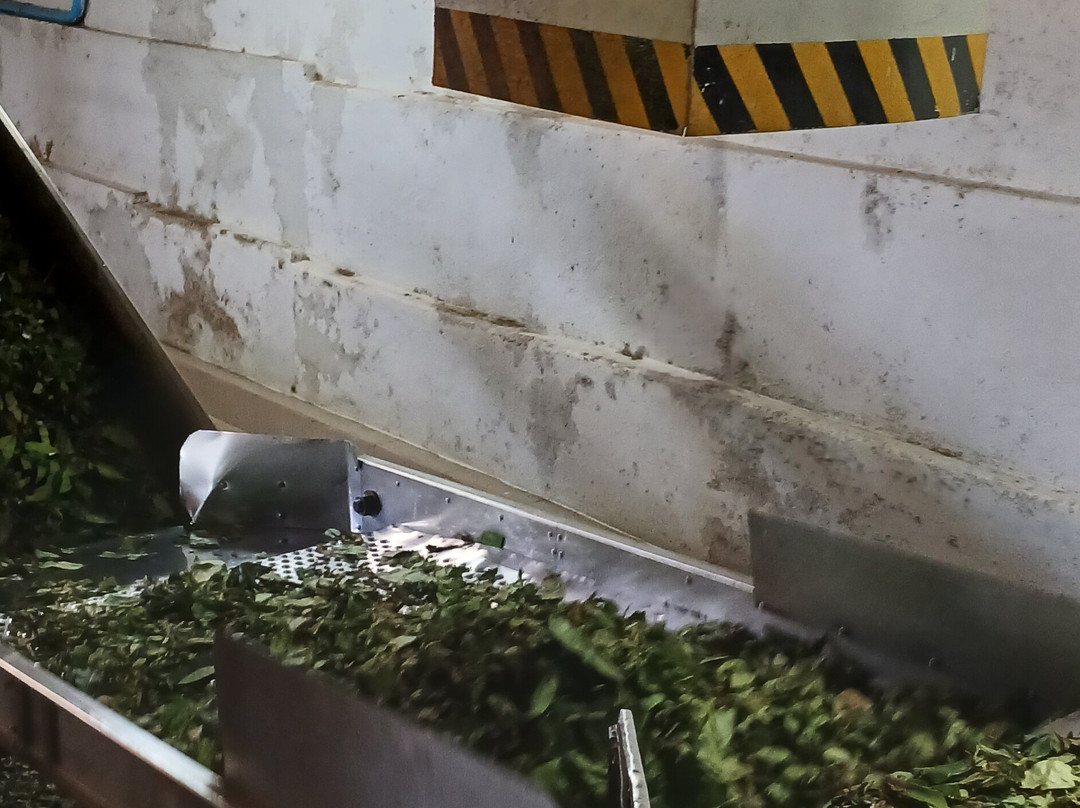 Orange Field Tea Factory-Gampola必去景点