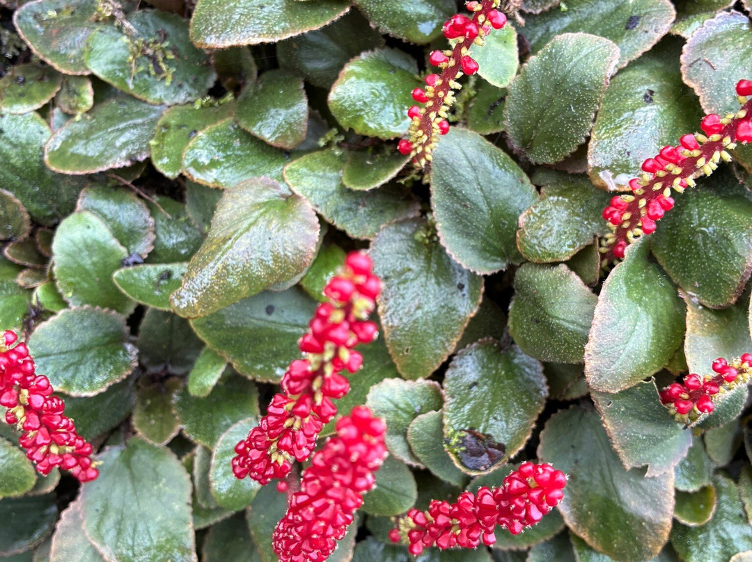 Utrecht University Botanic Gardens-乌特勒支必去景点