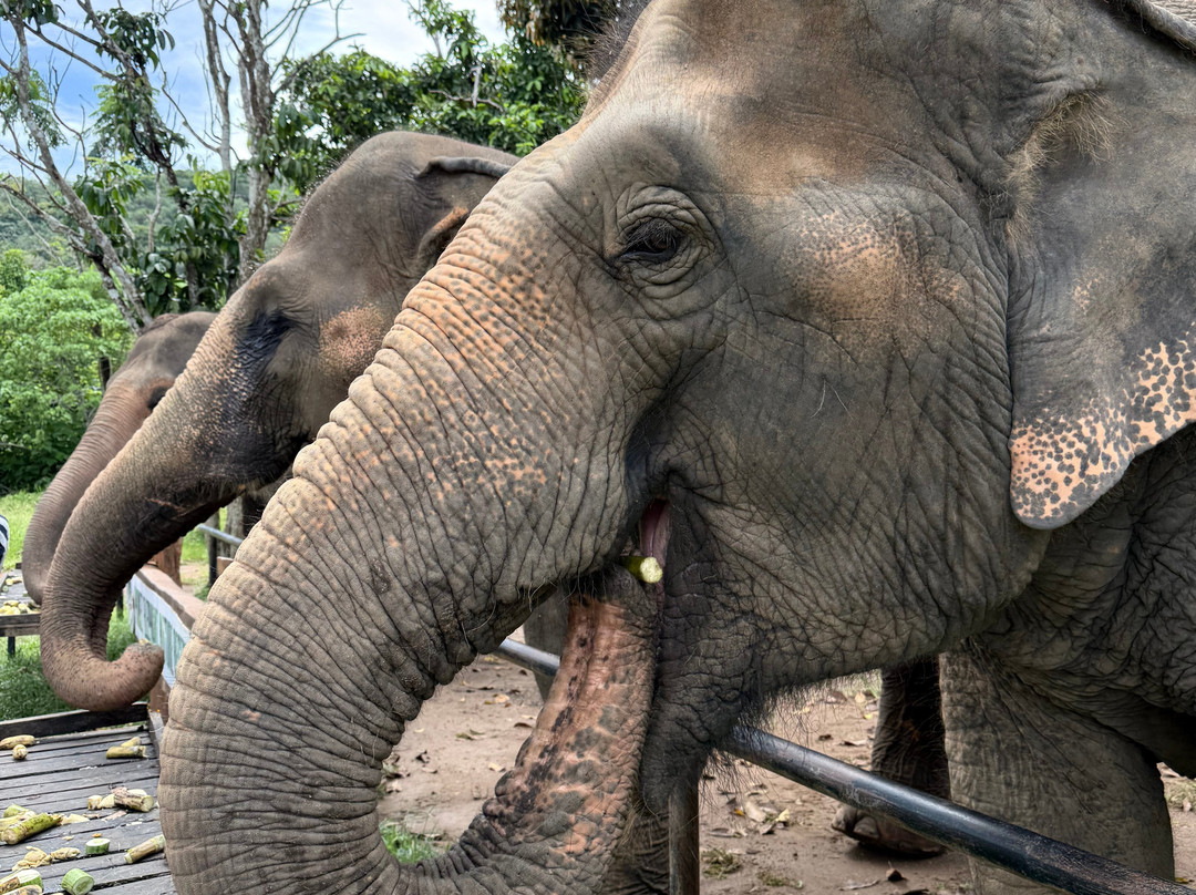 Phuket Elephant Nature Reserve-他朗必去景点