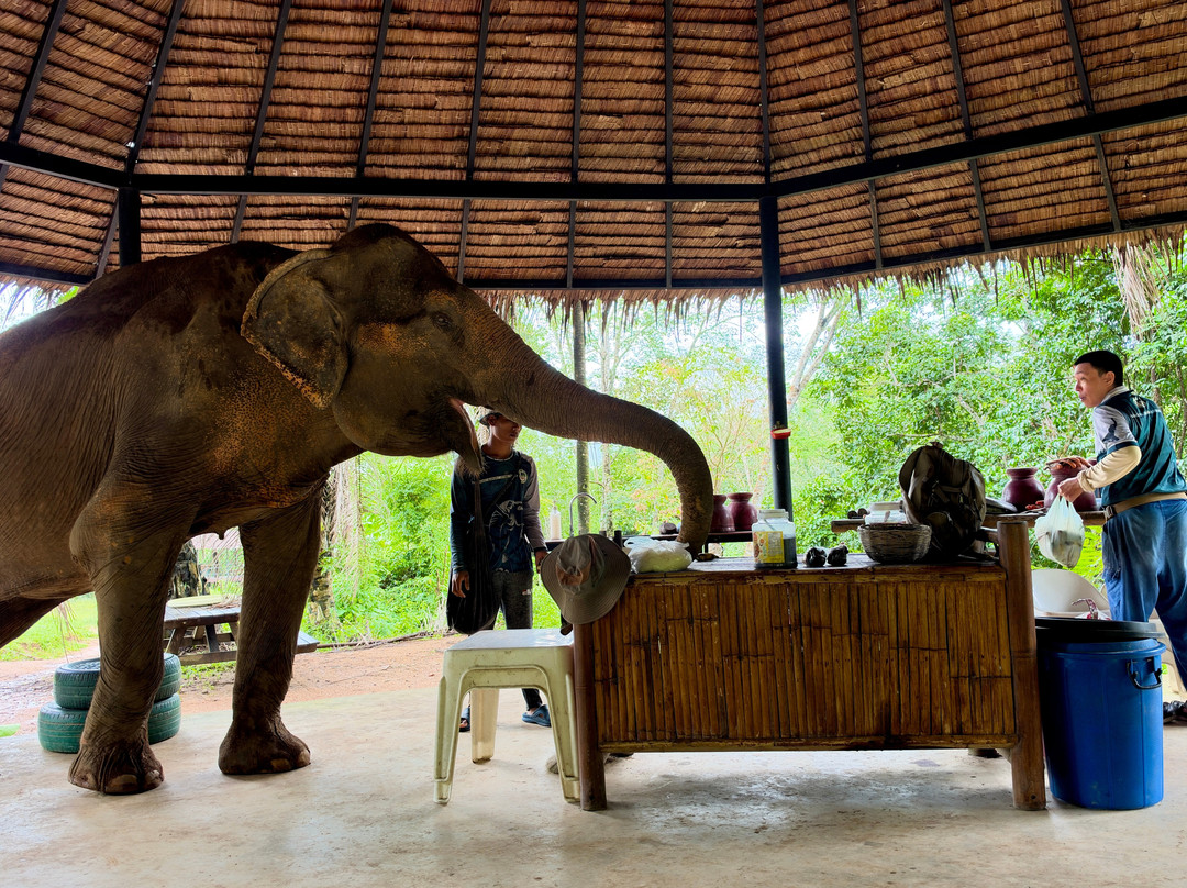 Phuket Elephant Nature Reserve-他朗必去景点