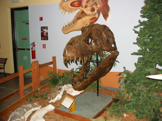 Loma旅游景点-Museum of Western Colorado: Dinosaur Journey Museum