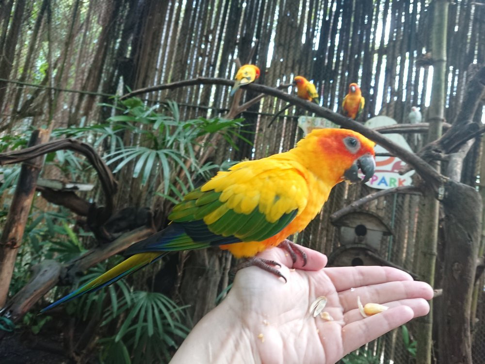 Phuket Bird Paradise景点图片