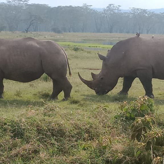 HIDAYA AFRICA TOURS AND TRAVEL-纳库鲁必去景点